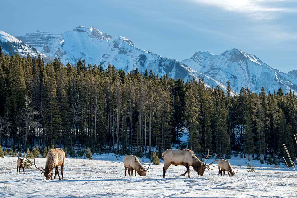 Try these winter experiences in Alberta - Super Trend